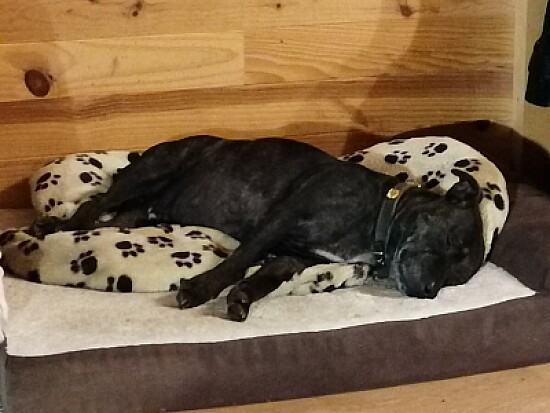 Dog, staffy sleeping