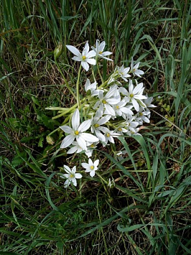 Fiori di campo