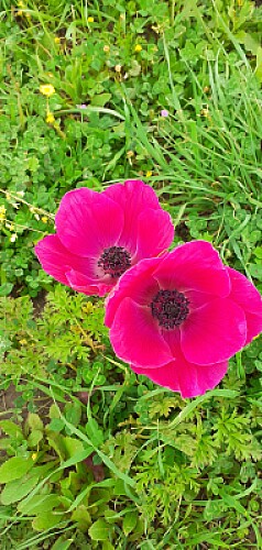 anemone