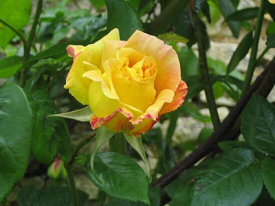 Rose bicolore