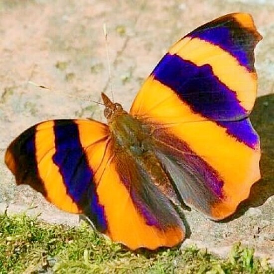 papillon