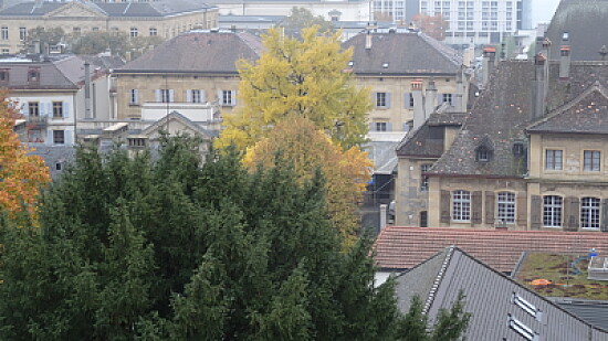 Arbre aux milles écus