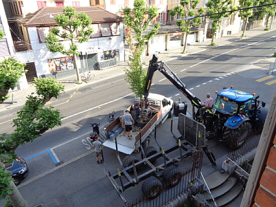 Neuchâtel arrivée nouvel arbre