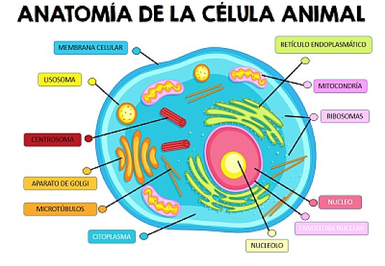 El cuerpo humano es maravilloso