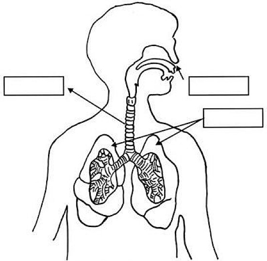 sistema respiratorio