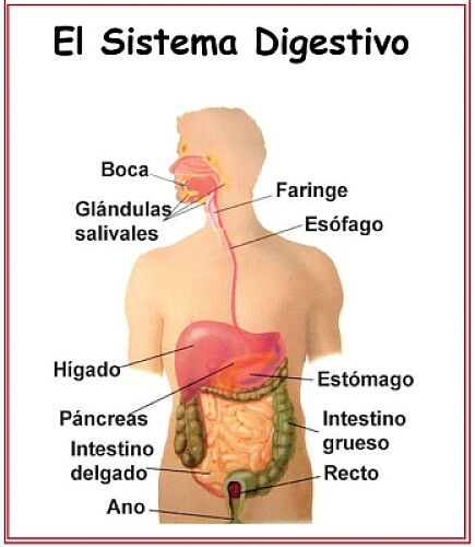 digestivo