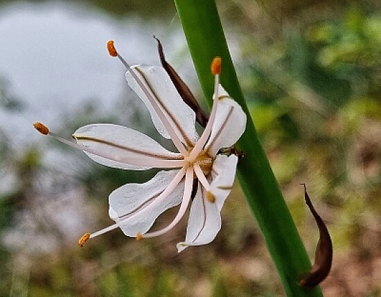 Fleur