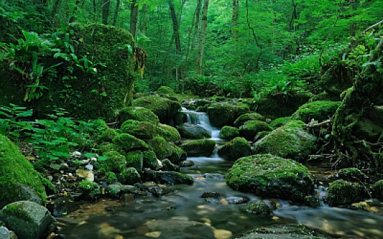 Stream in Forest