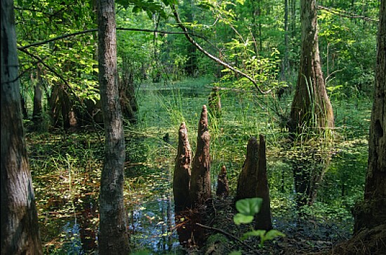 Swamp