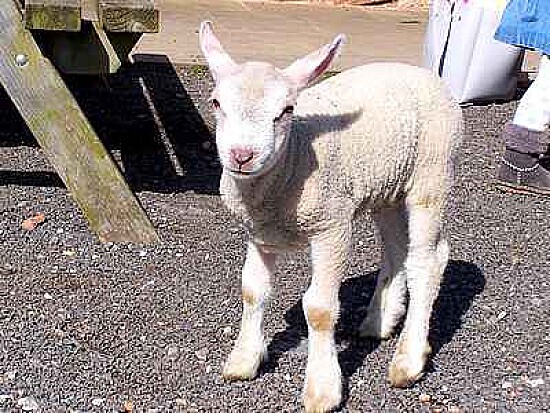 Spring Lamb