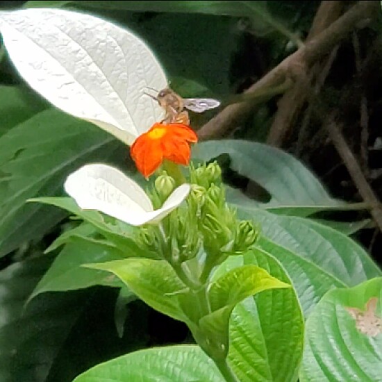 Abeja polinizando, Jardín Botánico,  UPR