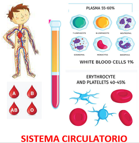 Sistema circulatorio