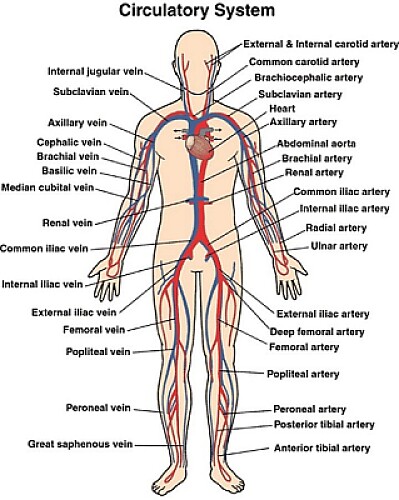 Major Veins and Arteries