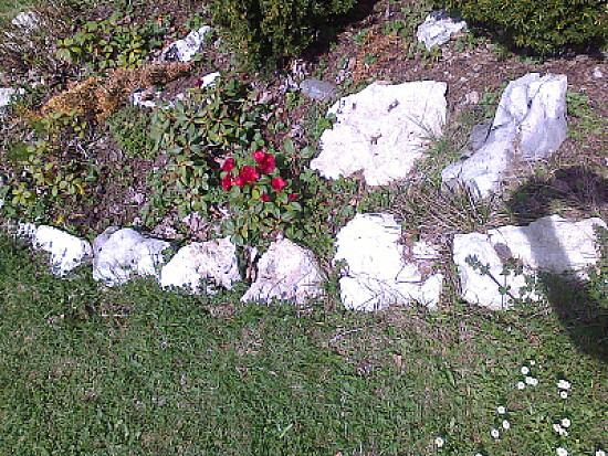 Rhododendrons Chaumont