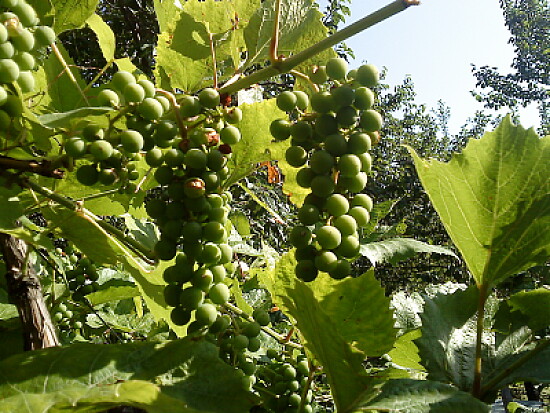 grapes