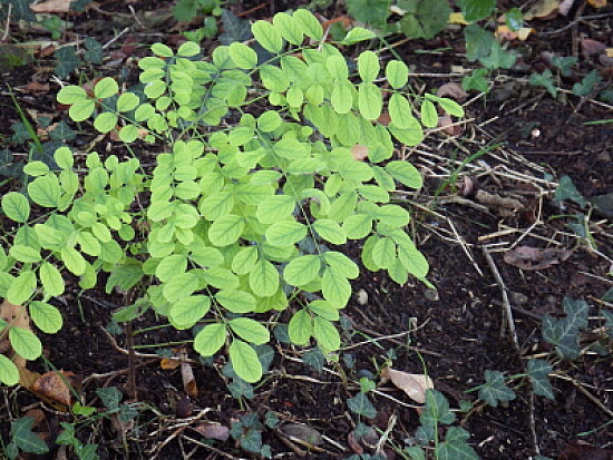 FOGLIE DI RUBINIA