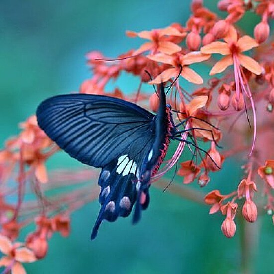 papillon fleur