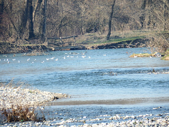 gabbiani nel fiume