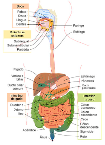sistema digestivo