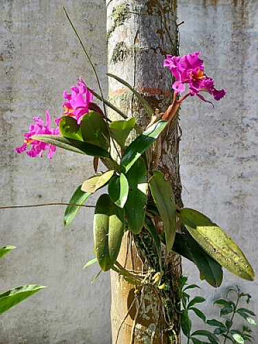 Orquidea Pousada Luar de Boracéia