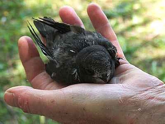 A Bird In The Hand