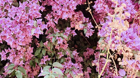 Pink ornamental plant