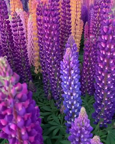 Lupines