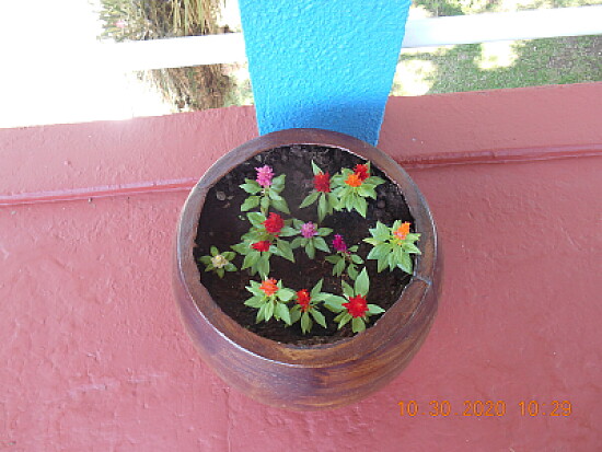 Vaso com flores