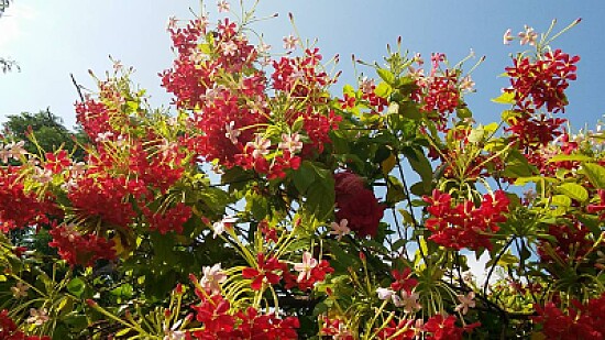 flowers