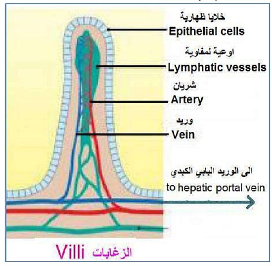 Bio2