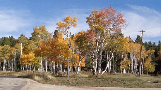 Aspens on Casper Mountain