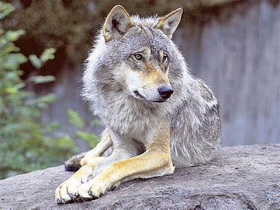 Loup