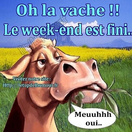 La vache !