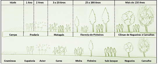 Sucessão Ecológica