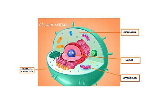 biologia