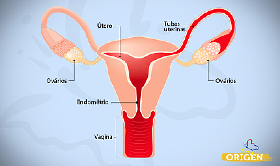 Sistema reprodutor feminino