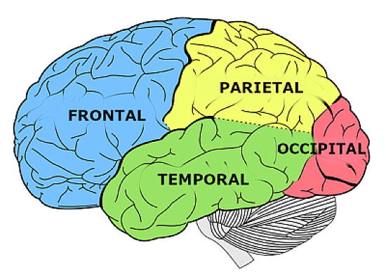 Lóbulo Cerebral