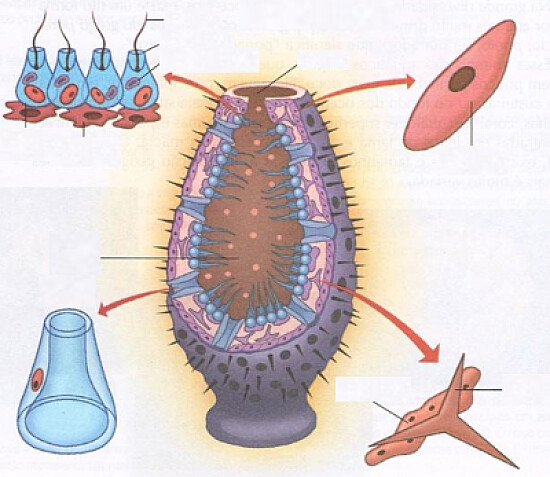 poriferos-estruturas