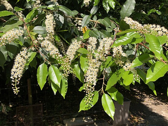 Virginian Willow, Castle Hedingham