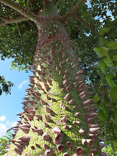 ARBOL DE LOS MAYAS