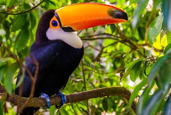 Tucan