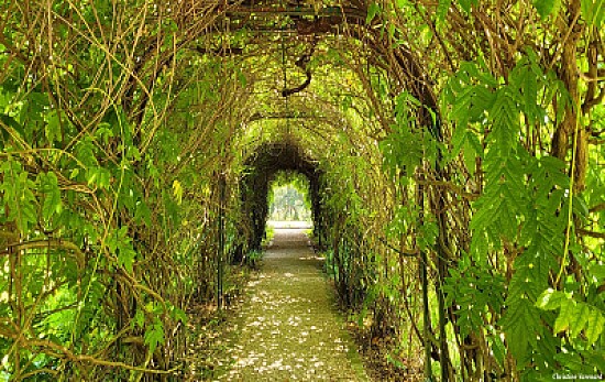 Tunnel de feuillages dans le parc du château du Cl