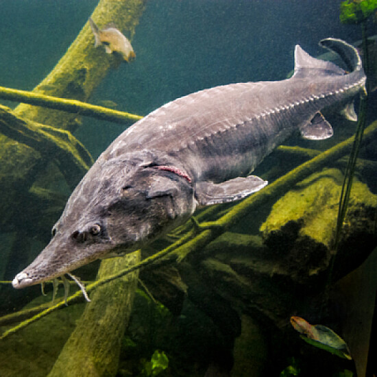 Esturion beluga de Bulgaria