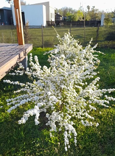 Coronita de novia