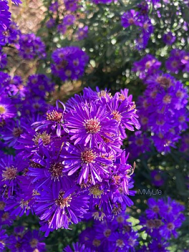 Flores Lilas