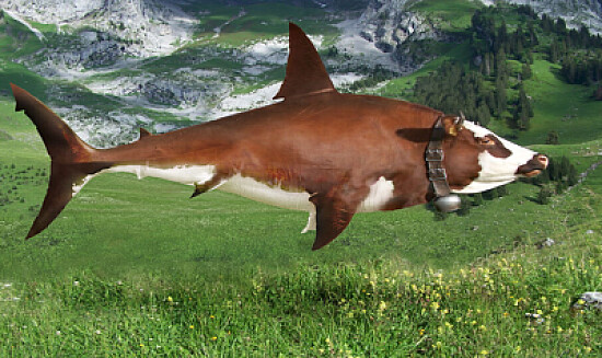 Cow Shark