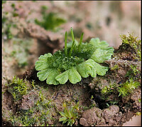 Antocerophyta