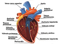 Capas y cámaras del corazón