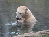 Eisbären