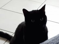 Chat Noir Lili